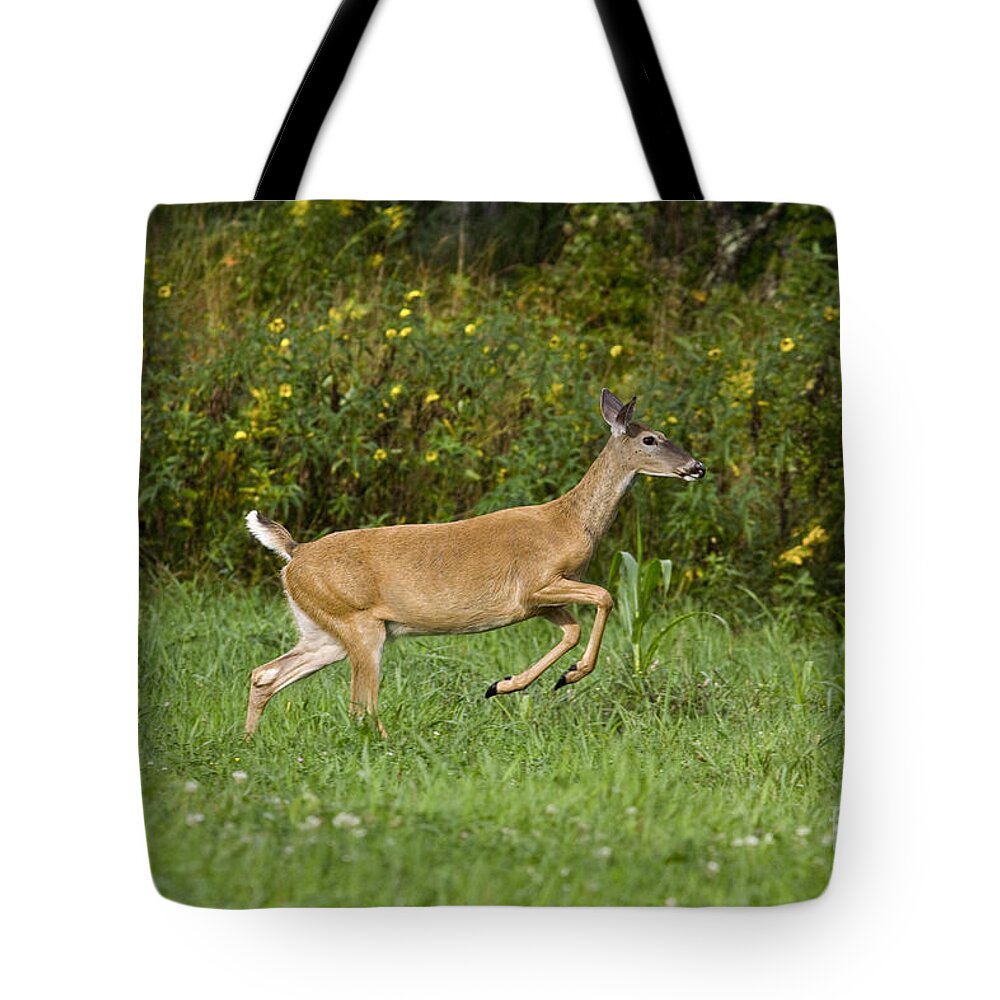 North America Tote Bag featuring the photograph White-tailed Doe #7 by Linda Freshwaters Arndt
