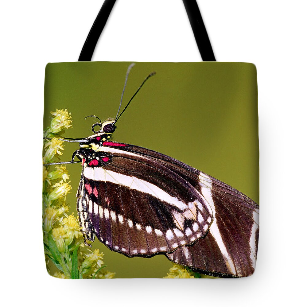 Animal Tote Bag featuring the photograph Zebra Butterfly Heliconius Charitonius #7 by Millard H. Sharp
