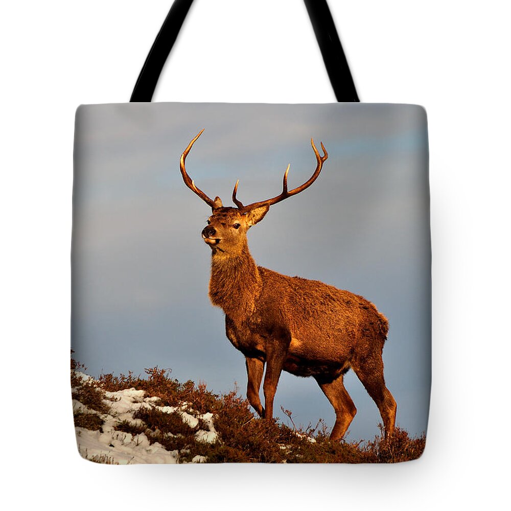  Red Deer Stag Tote Bag featuring the photograph Red Deer Stag #8 by Gavin Macrae