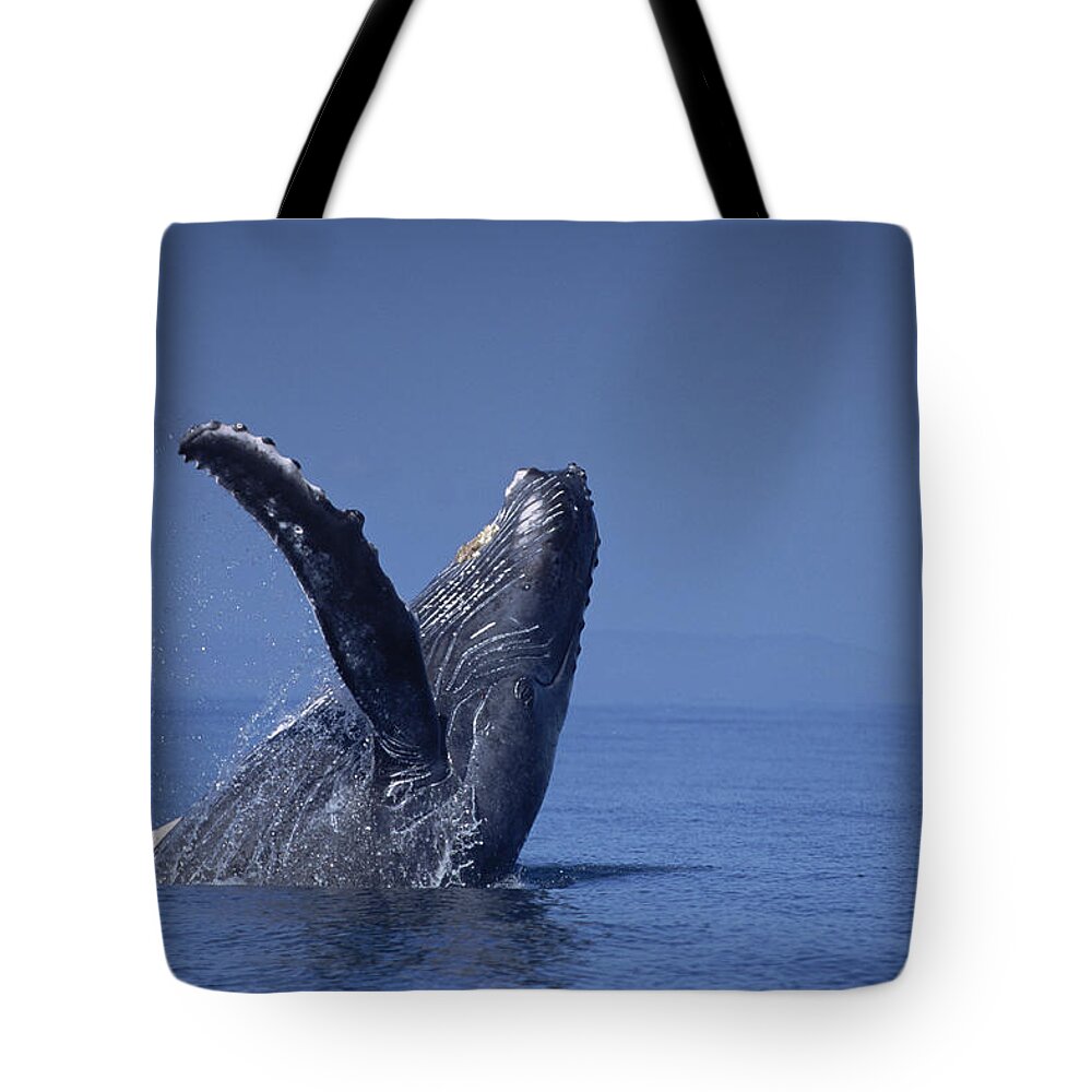Feb0514 Tote Bag featuring the photograph Humpback Whale Breaching Maui Hawaii #9 by Flip Nicklin