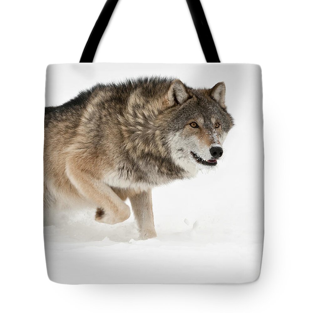 Canis Lupus Tote Bag featuring the photograph Wolf In Winter #9 by John Shaw