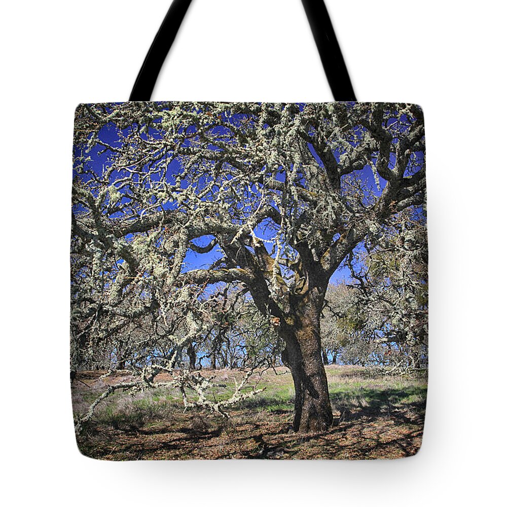 Jack London State Park Tote Bag featuring the photograph A Beautiful Mess by Laurie Search
