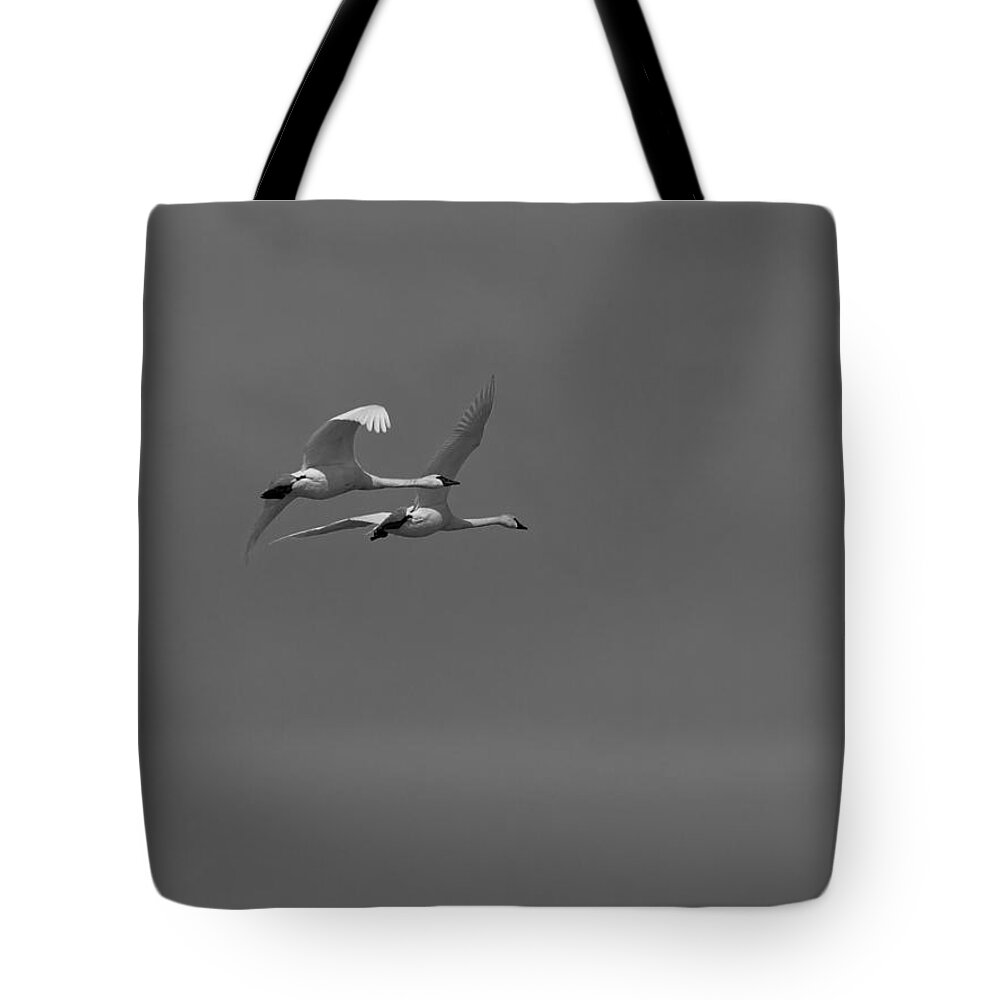 Tundra Swan (cygnus Columbianus) Tote Bag featuring the photograph A Beautiful Pair by Thomas Young
