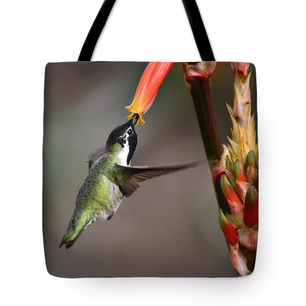 Black-chinned Hummingbird Tote Bag featuring the photograph A Black-chinned Hummingbird by Saija Lehtonen