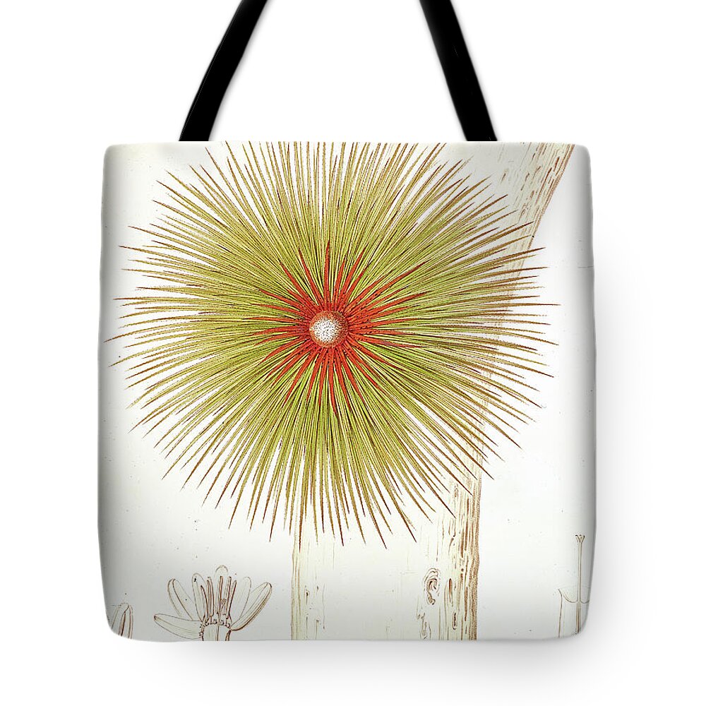 Plant Tote Bag featuring the painting A Bromelia Found in the Andes by French School