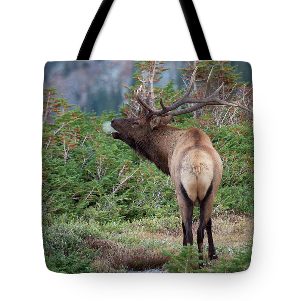 Elk Photograph Tote Bag featuring the photograph A Chill in the Air by Jim Garrison