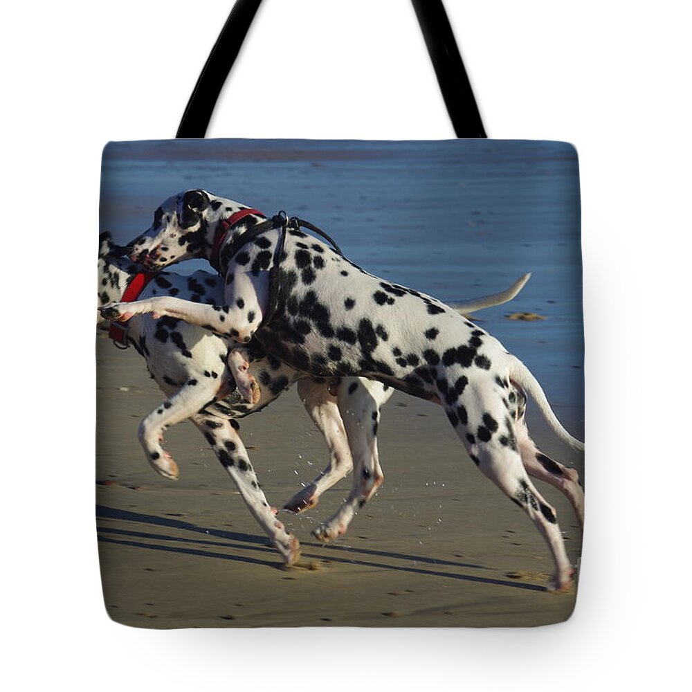 Clash Of Wills Tote Bag featuring the photograph A clash of wills by Blair Stuart