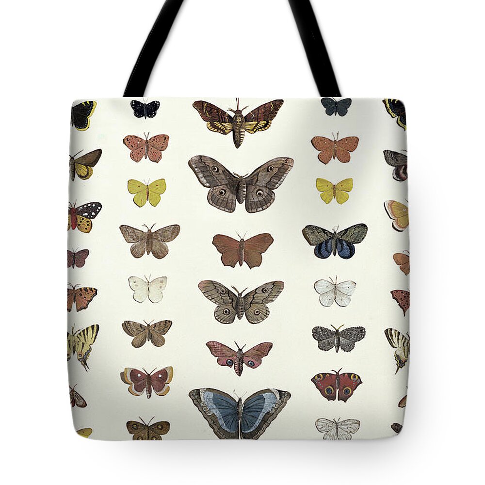Butterfly; Insect; Moth; Species; Collection; Decoupage; Entomology Tote Bag featuring the drawing A collage of butterflies and moths by French School