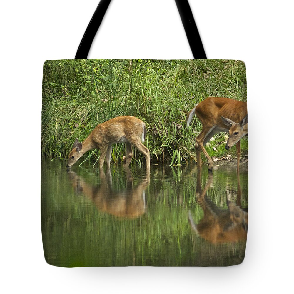 Deer Tote Bag featuring the photograph A Cool Drink by Michael Peychich