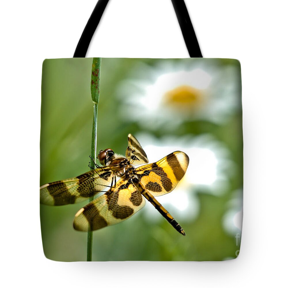 Halloween Pennant Dragonfly Tote Bag featuring the photograph A Dragonfly's Life by Cheryl Baxter