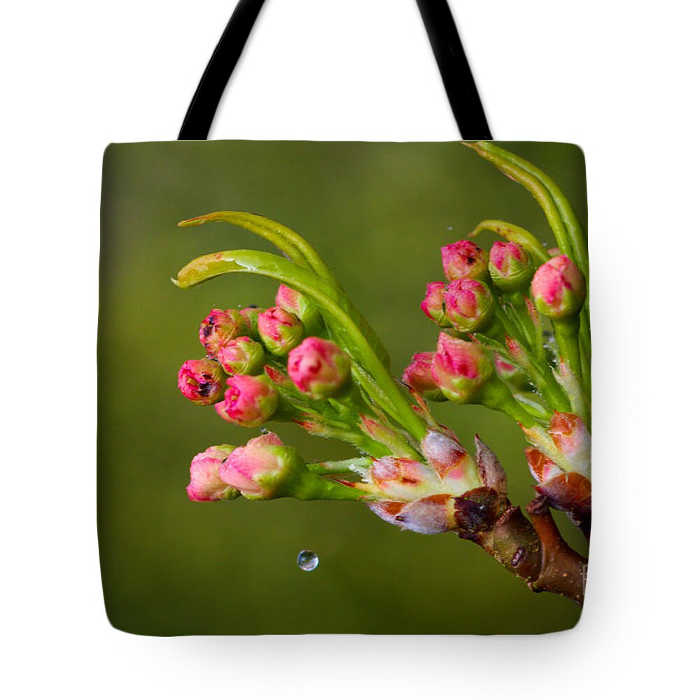 Cherry Blossoms Tote Bag featuring the photograph Cherry Blossom and A Drop of Water by Jeremy Hayden