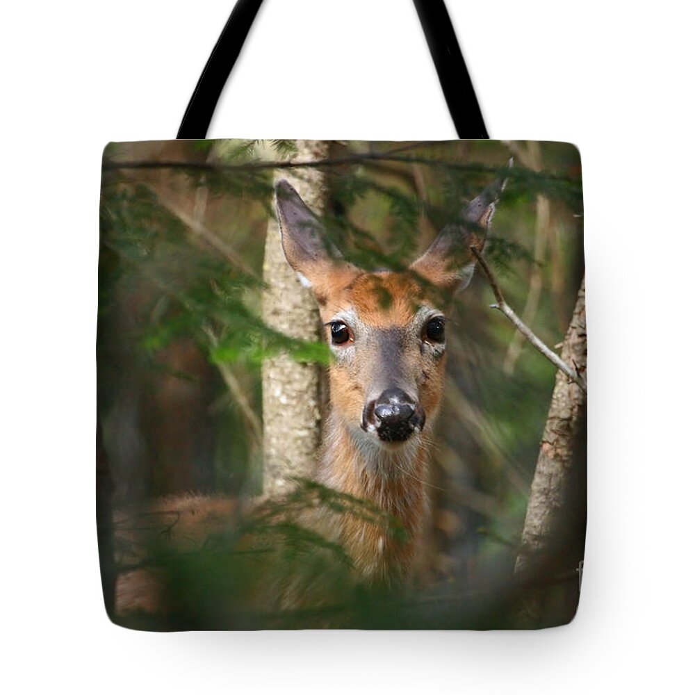 White-tailed Deer Tote Bag featuring the photograph A Fleeting Glimpse by Jeannette Hunt