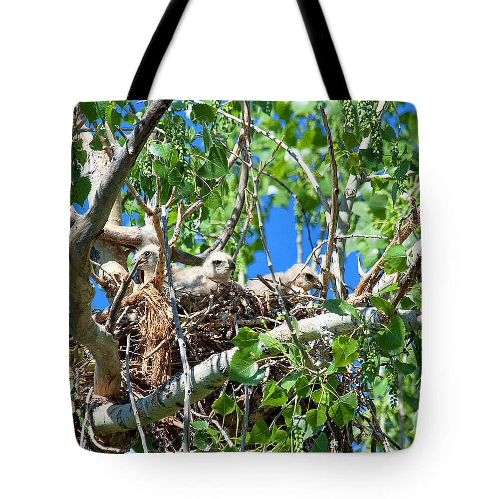 Hawk Chick Photograph Tote Bag featuring the photograph A Fowl Foursome by Jim Garrison