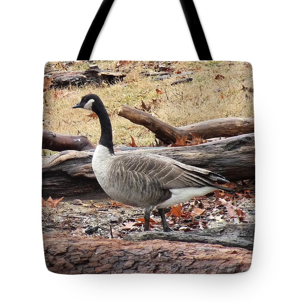 a Goose In Virginia Tote Bag featuring the photograph A Goose in Virginia by Kimmary MacLean