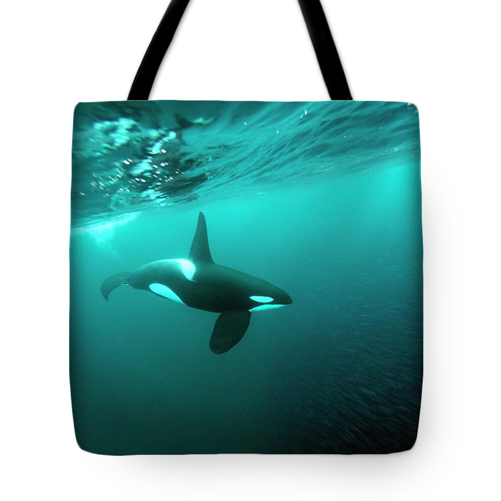 Underwater Tote Bag featuring the photograph A Killer Whale Feeding On A School Of by Gerard Soury