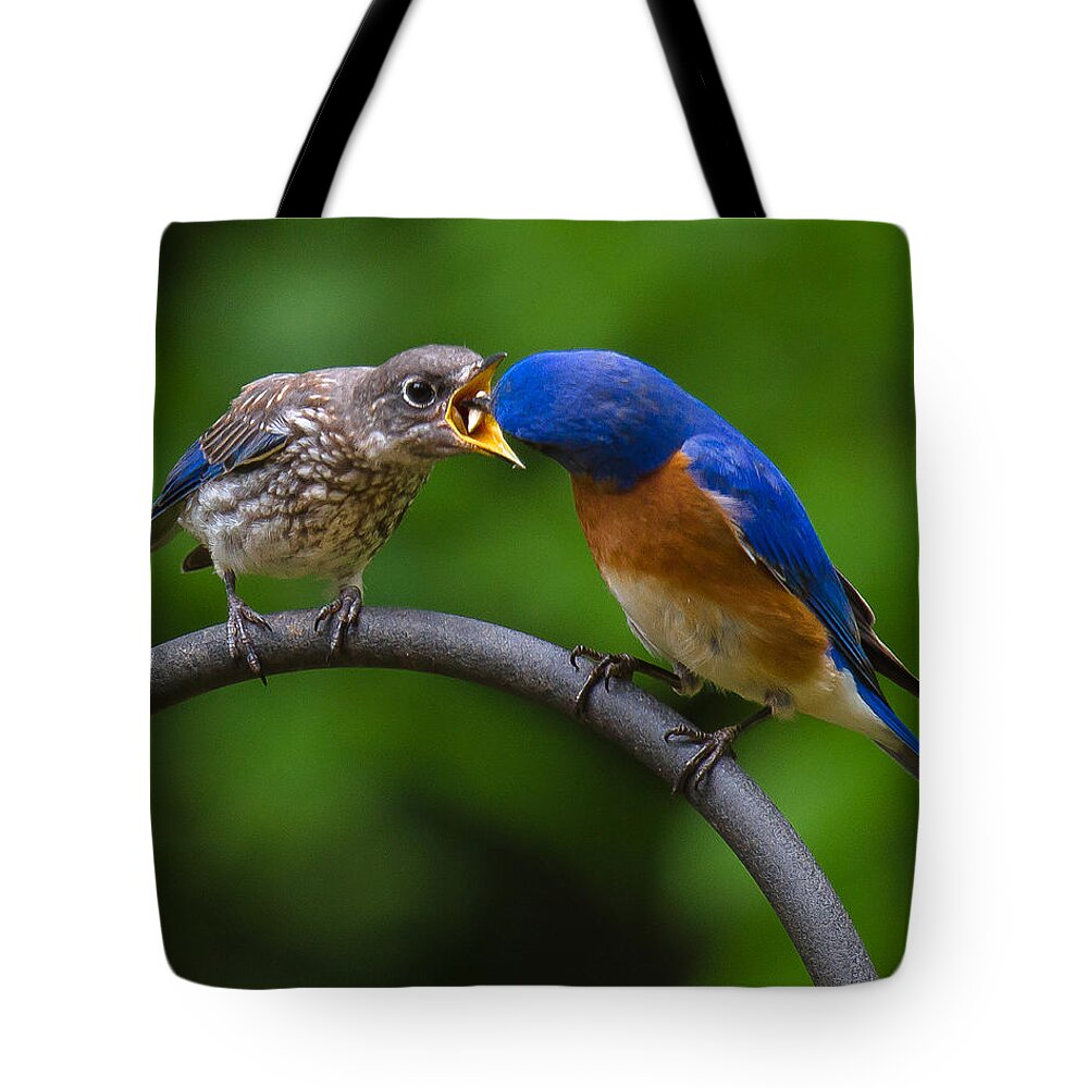 Bluebird Tote Bag featuring the photograph A Little Wider Son by Robert L Jackson