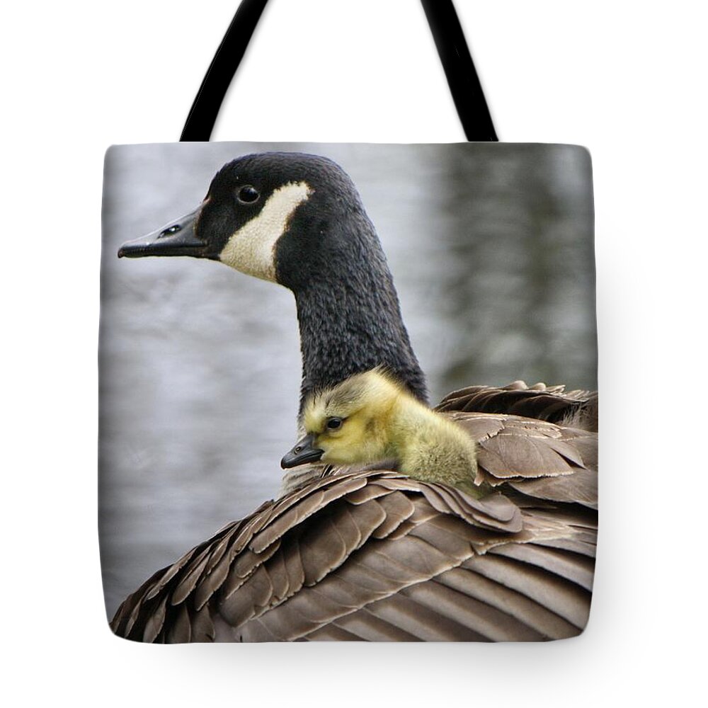 Canadian Goose Tote Bag featuring the photograph A Mother's Love by Heather King