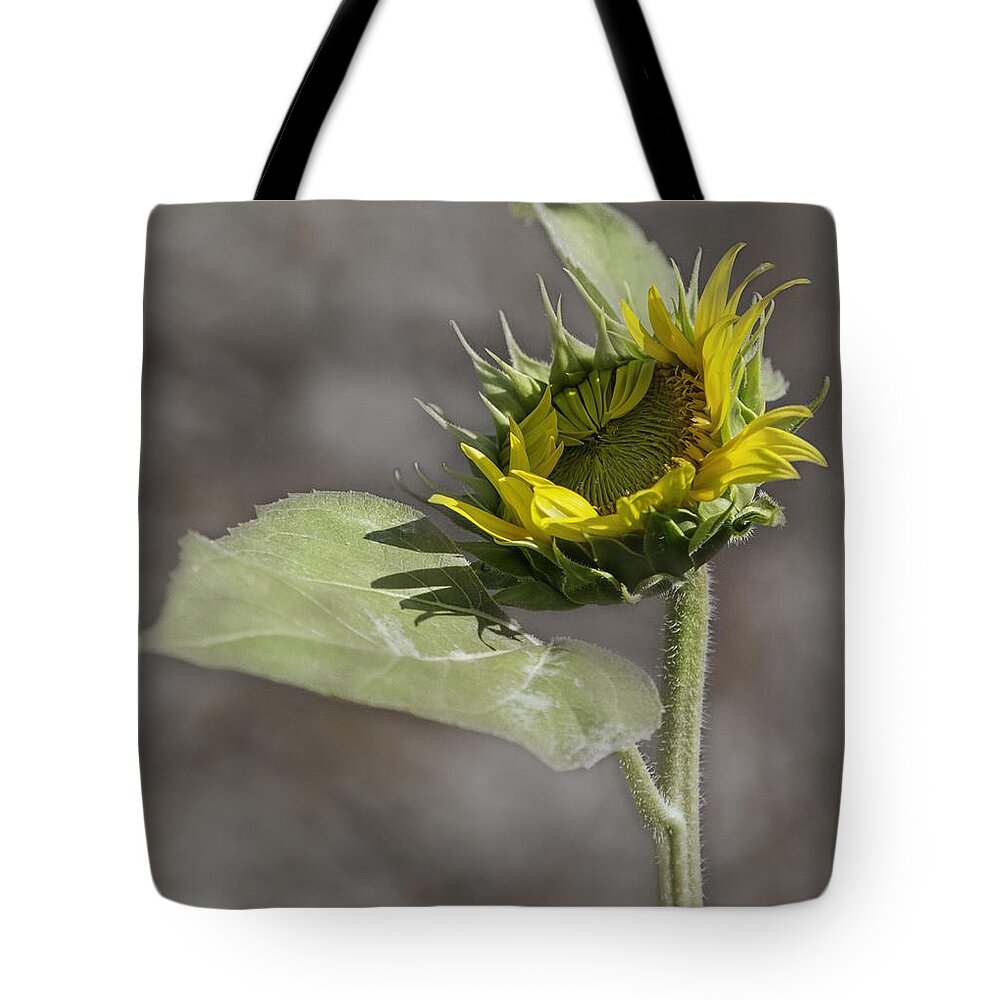 Sunflower Tote Bag featuring the photograph A New Beginning by Thomas Young