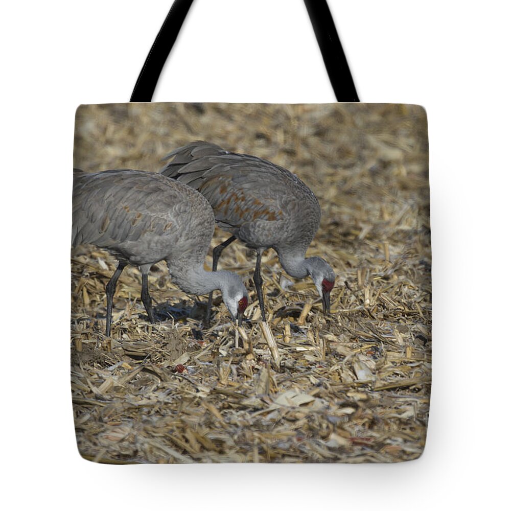 Feeding Tote Bag featuring the photograph A Pair Of Sandhill Cranes by Steve Triplett
