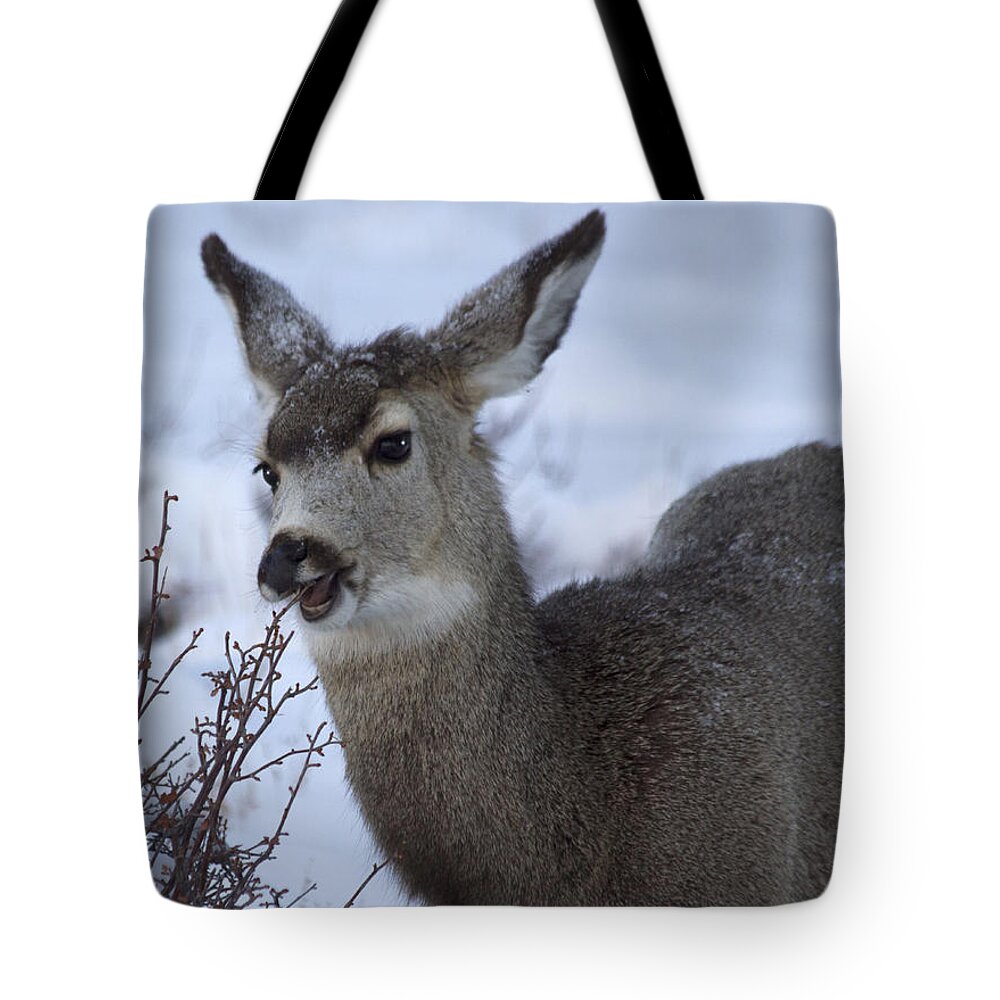 Nibble Tote Bag featuring the photograph A Quick Nibble by Shane Bechler
