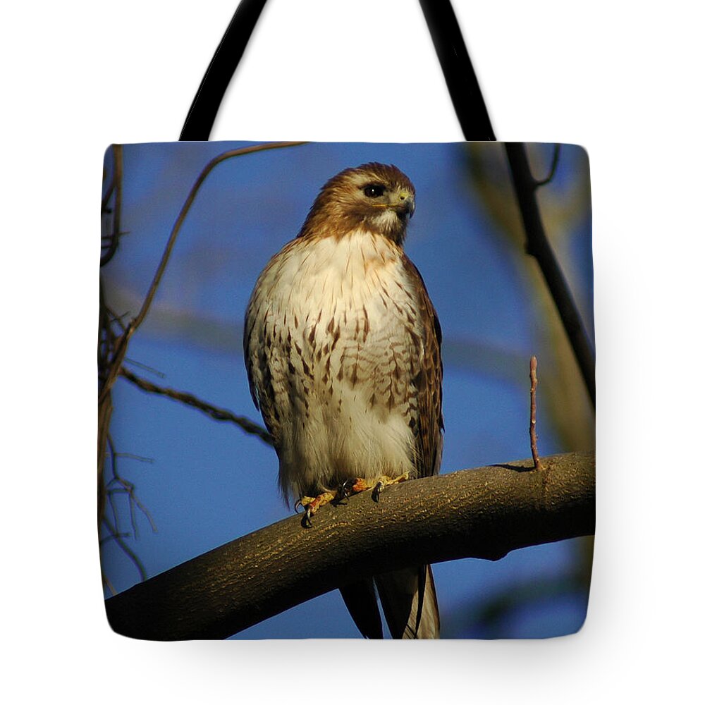 Red Tail Tote Bag featuring the photograph A Red Tail Hawk by Raymond Salani III