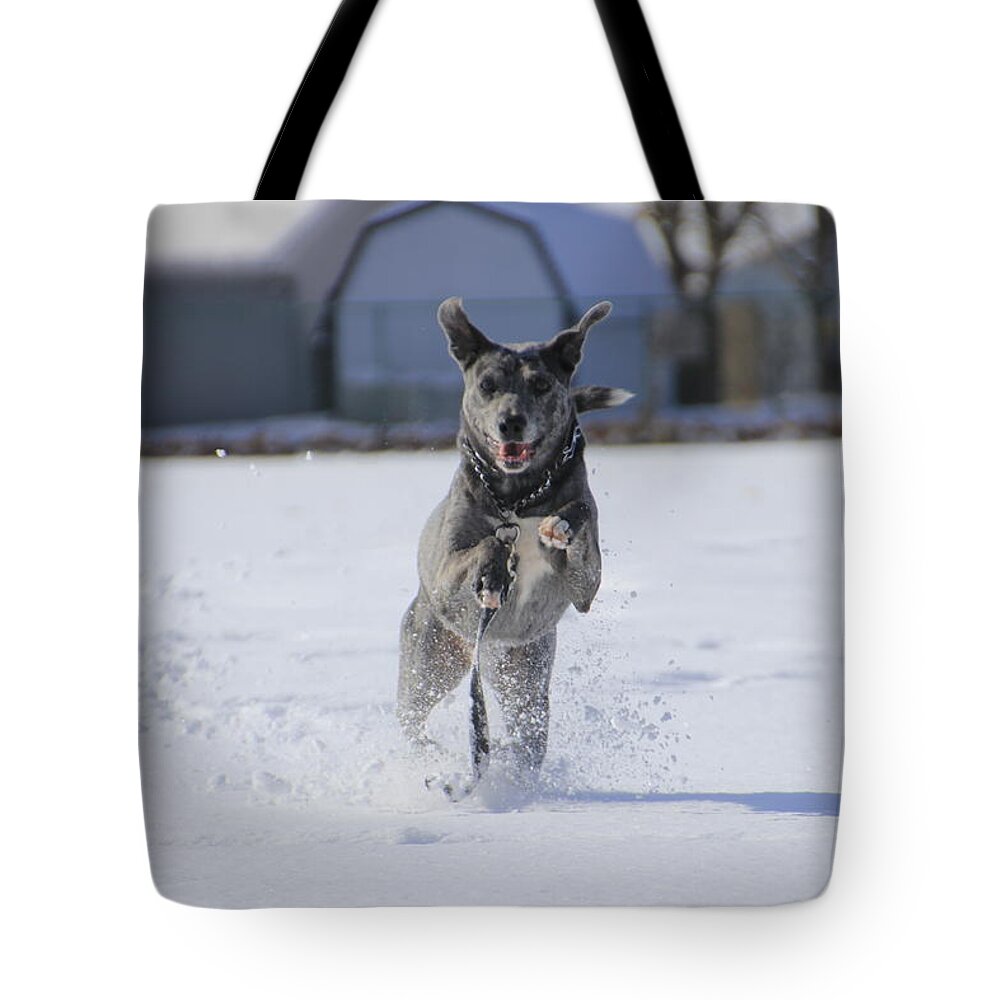 Louisiana Tote Bag featuring the photograph Catahoula Leopard Dog in Snow by Valerie Collins