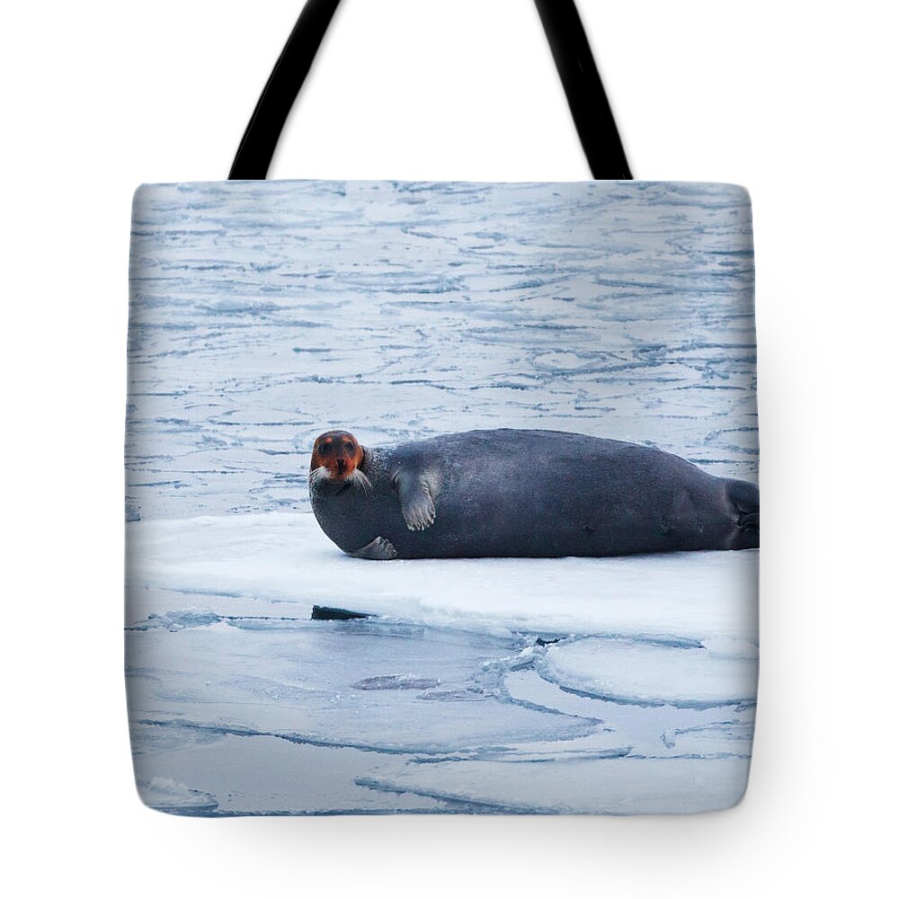 Svalbard Islands Tote Bag featuring the photograph A Seal On The Ice by Håkon Kjøllmoen Photography