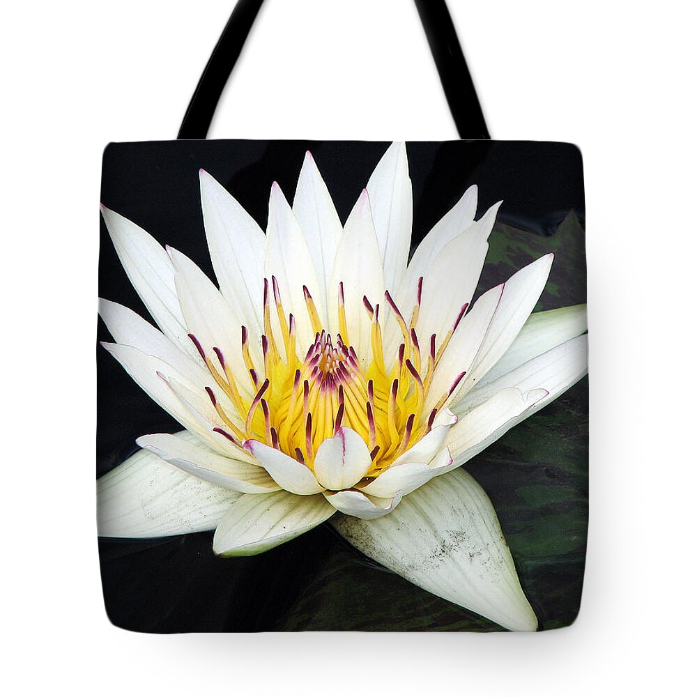 Water Lily Tote Bag featuring the photograph Botanical Beauty by Rick Locke - Out of the Corner of My Eye
