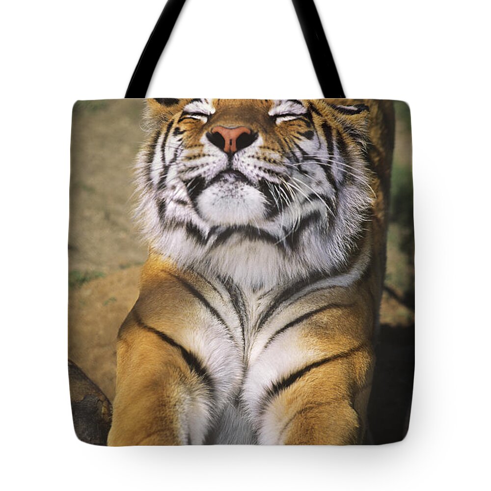 Siberian Tiger Tote Bag featuring the photograph A Tough Day Siberian Tiger Endangered Species Wildlife Rescue by Dave Welling