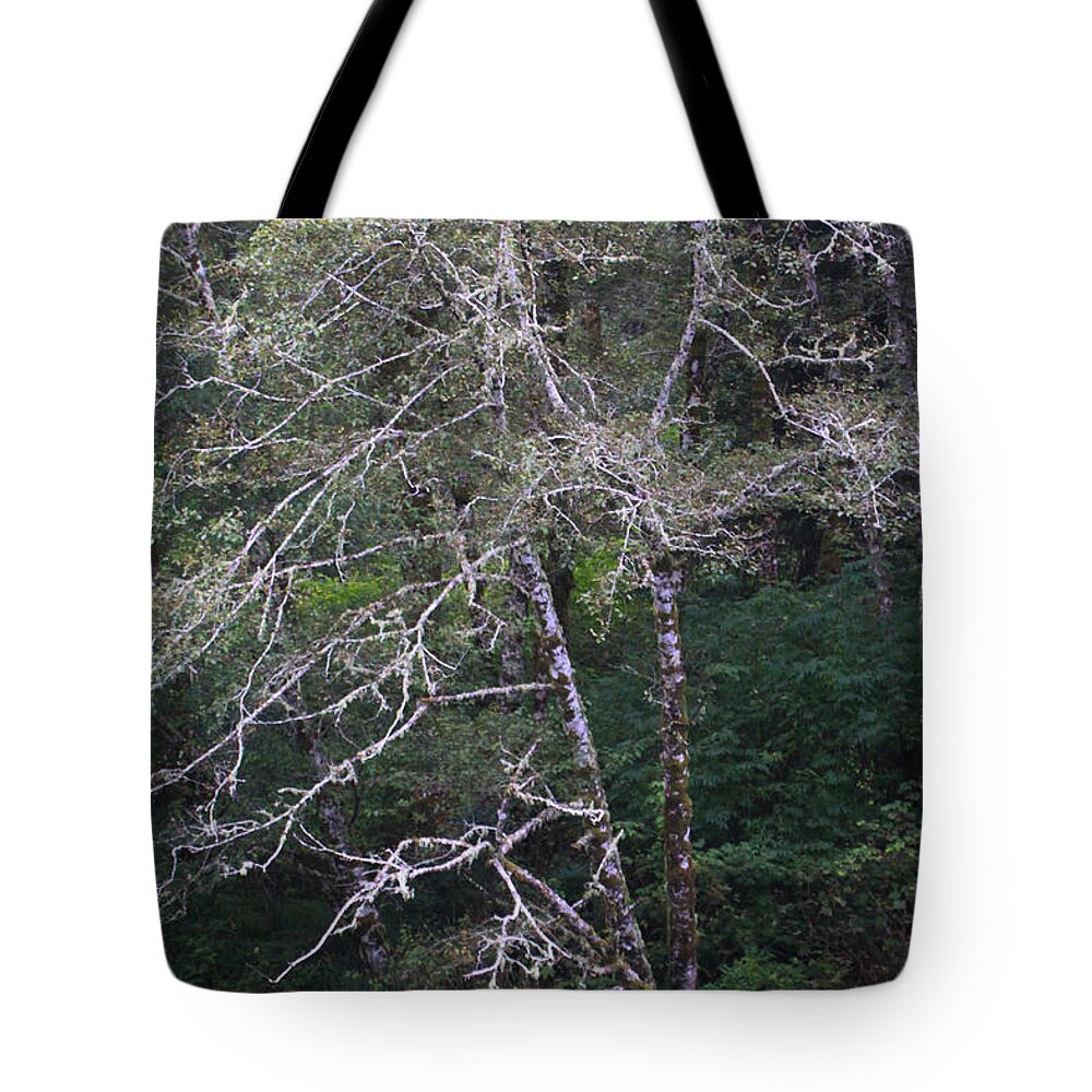 A Tree Along The Oregon Coast Tote Bag featuring the photograph A Tree Along The Oregon Coast by Tom Janca