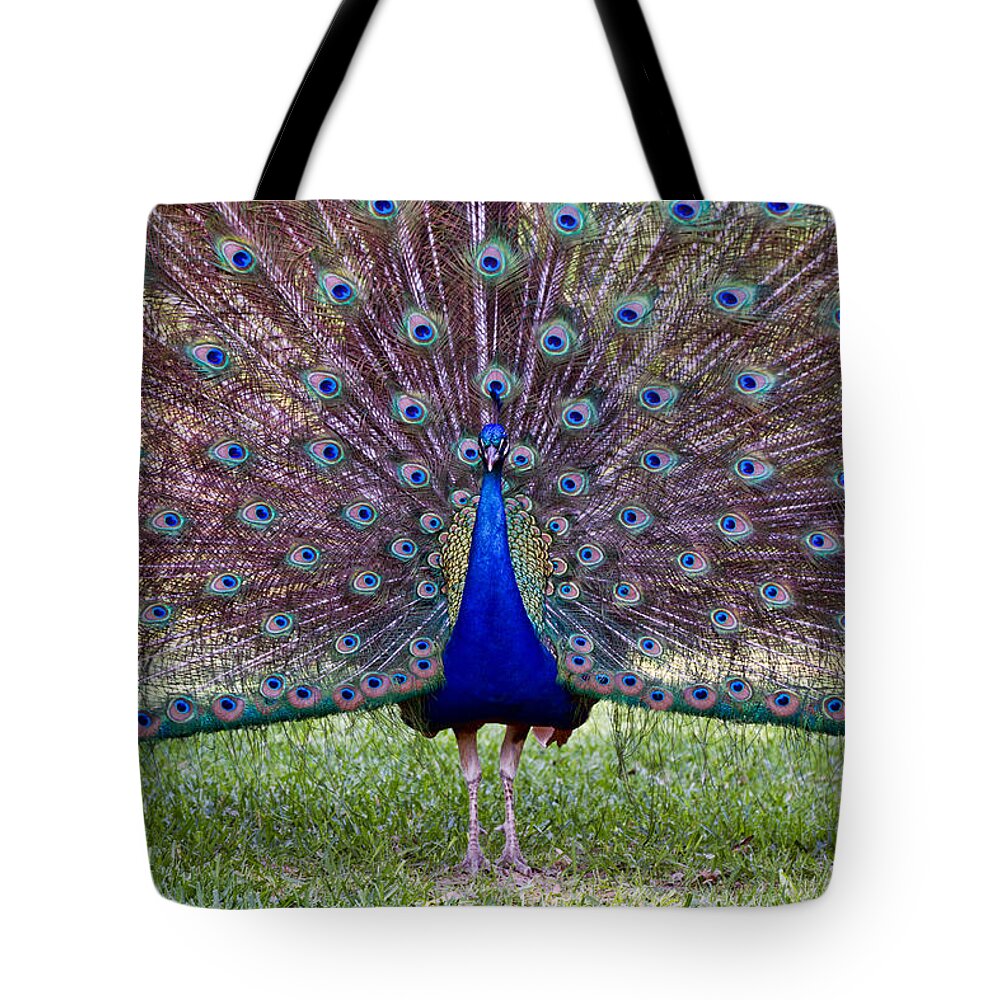 Peacock Tote Bag featuring the photograph A Vargos Peacock by Tim Stanley