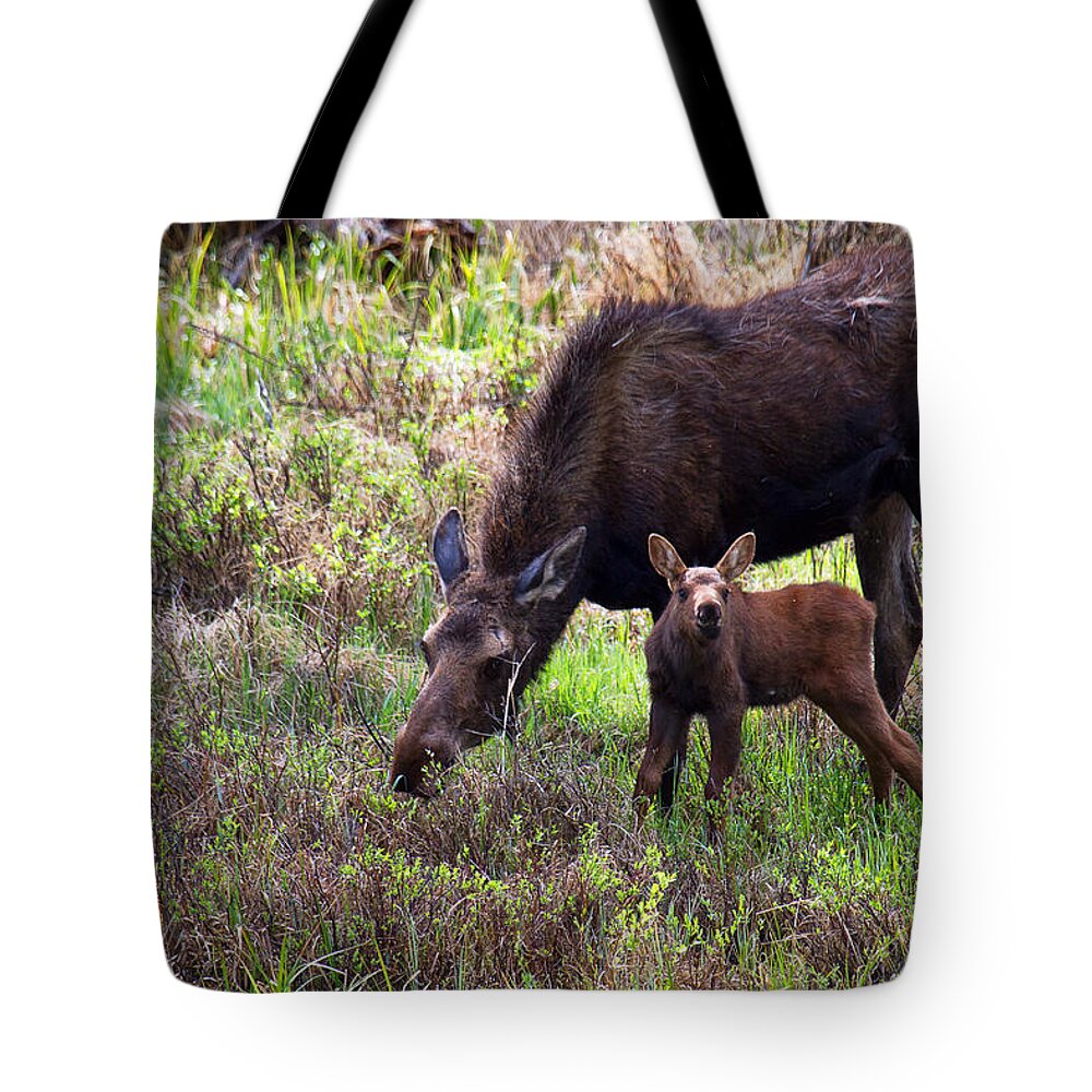 Moose Photograph Tote Bag featuring the photograph A Watchful Eye by Jim Garrison
