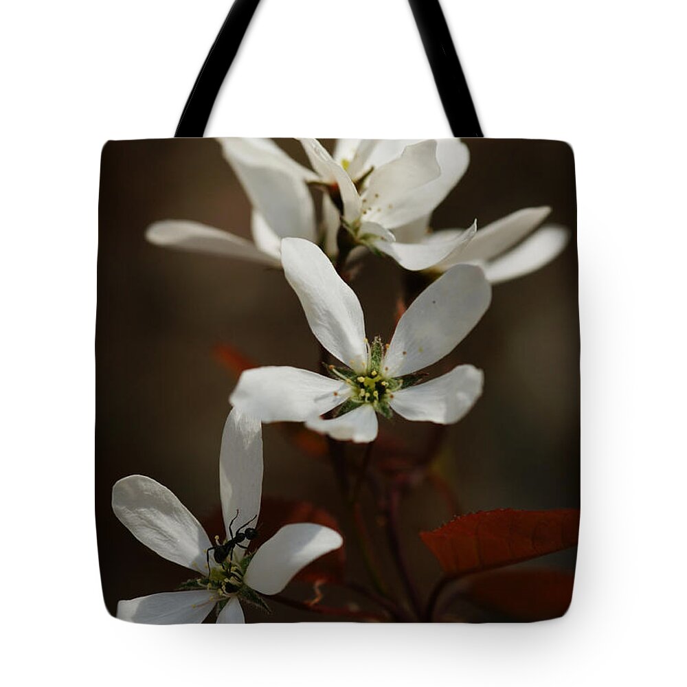 Ant Tote Bag featuring the photograph Above The Coppery-Red by Linda Shafer