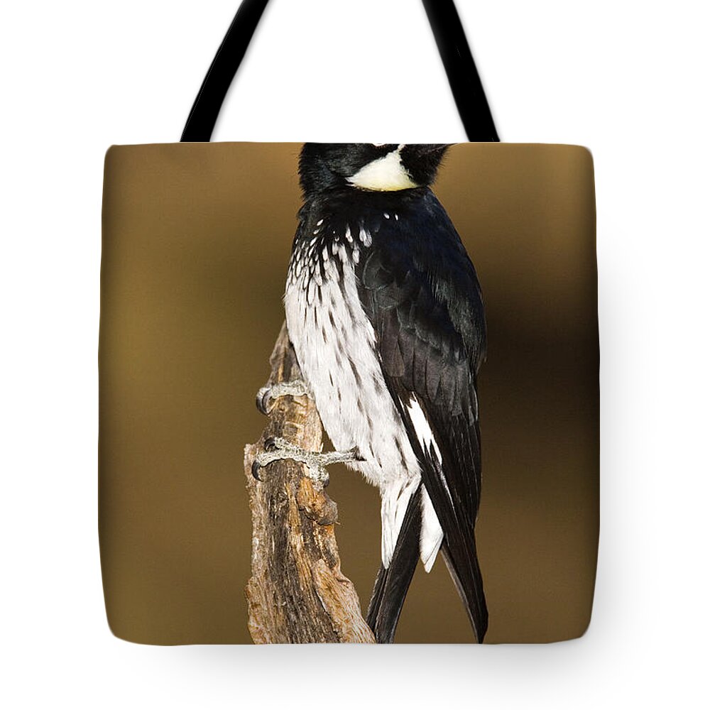 Feb0514 Tote Bag featuring the photograph Acorn Woodpecker Female Arizona by Tom Vezo