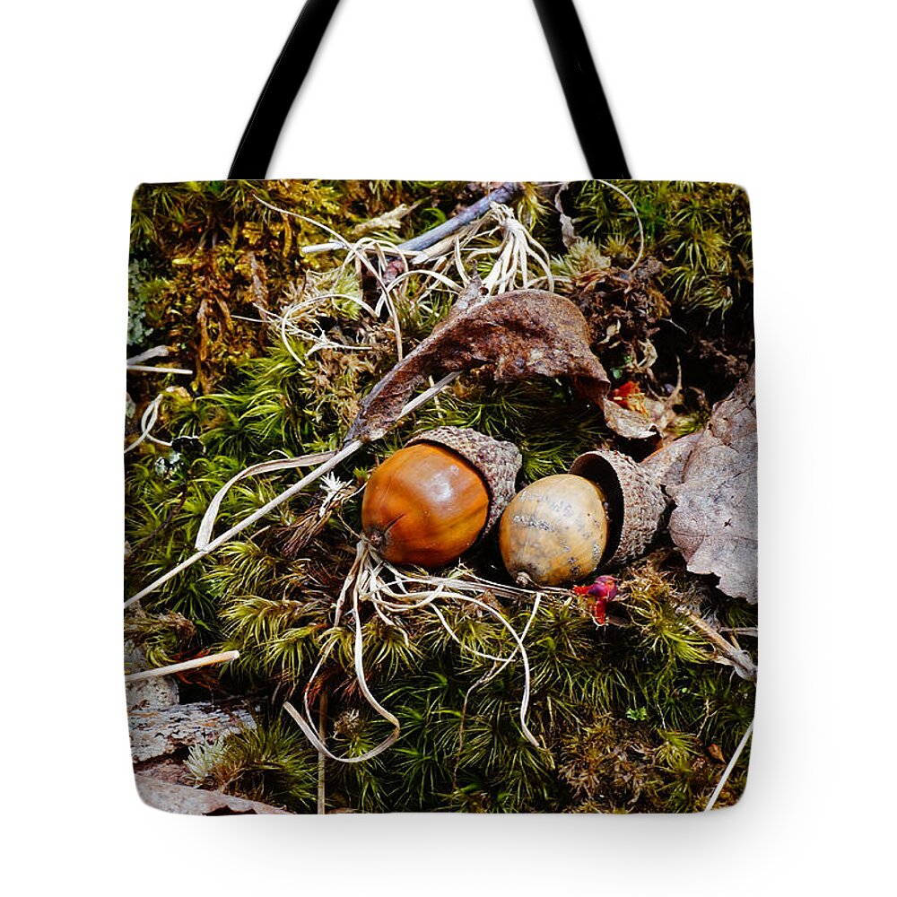 Acorns Tote Bag featuring the photograph Two Acorns by Mike Murdock