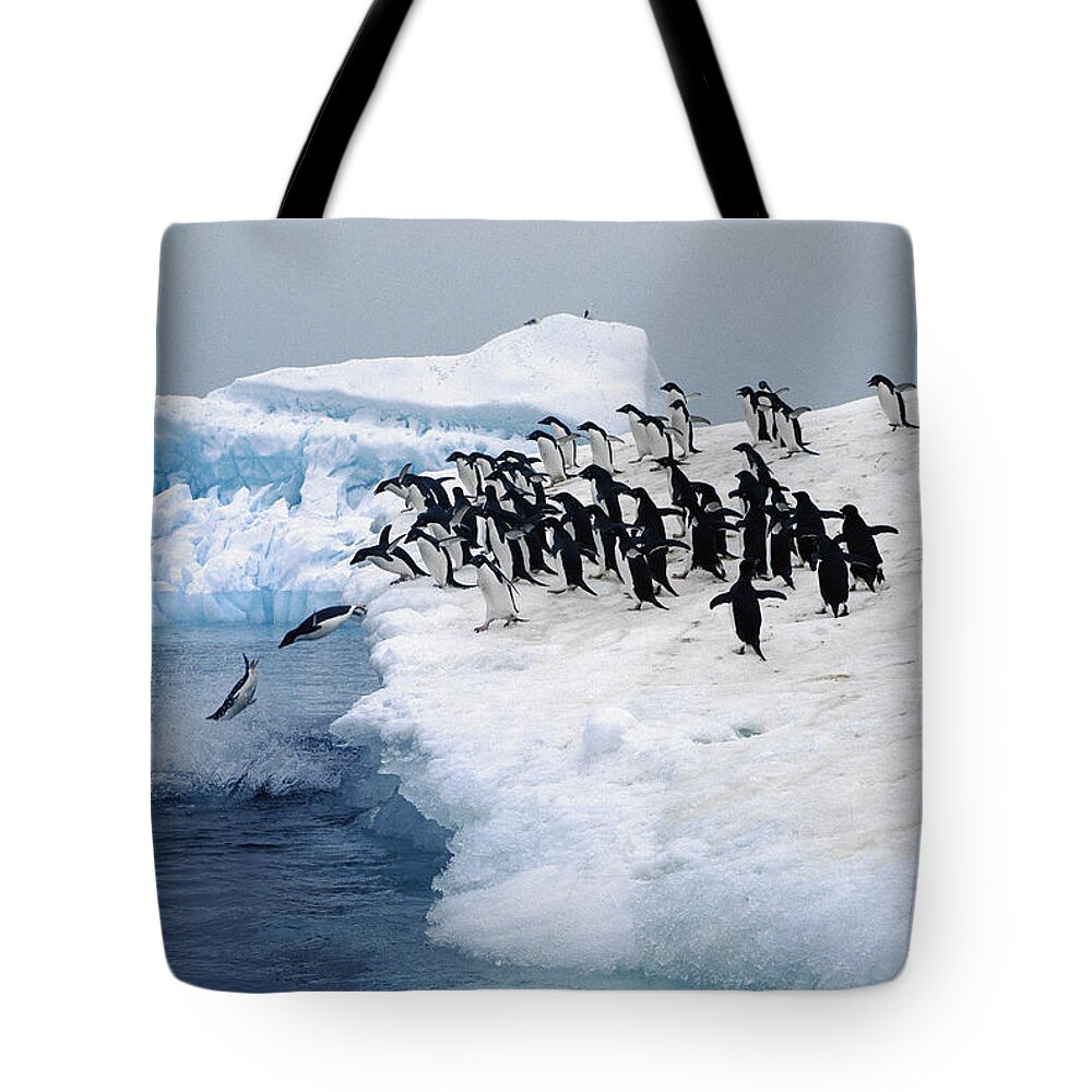 Feb0514 Tote Bag featuring the photograph Adelie Penguins Leaping Fro Iceberg by Colin Monteath