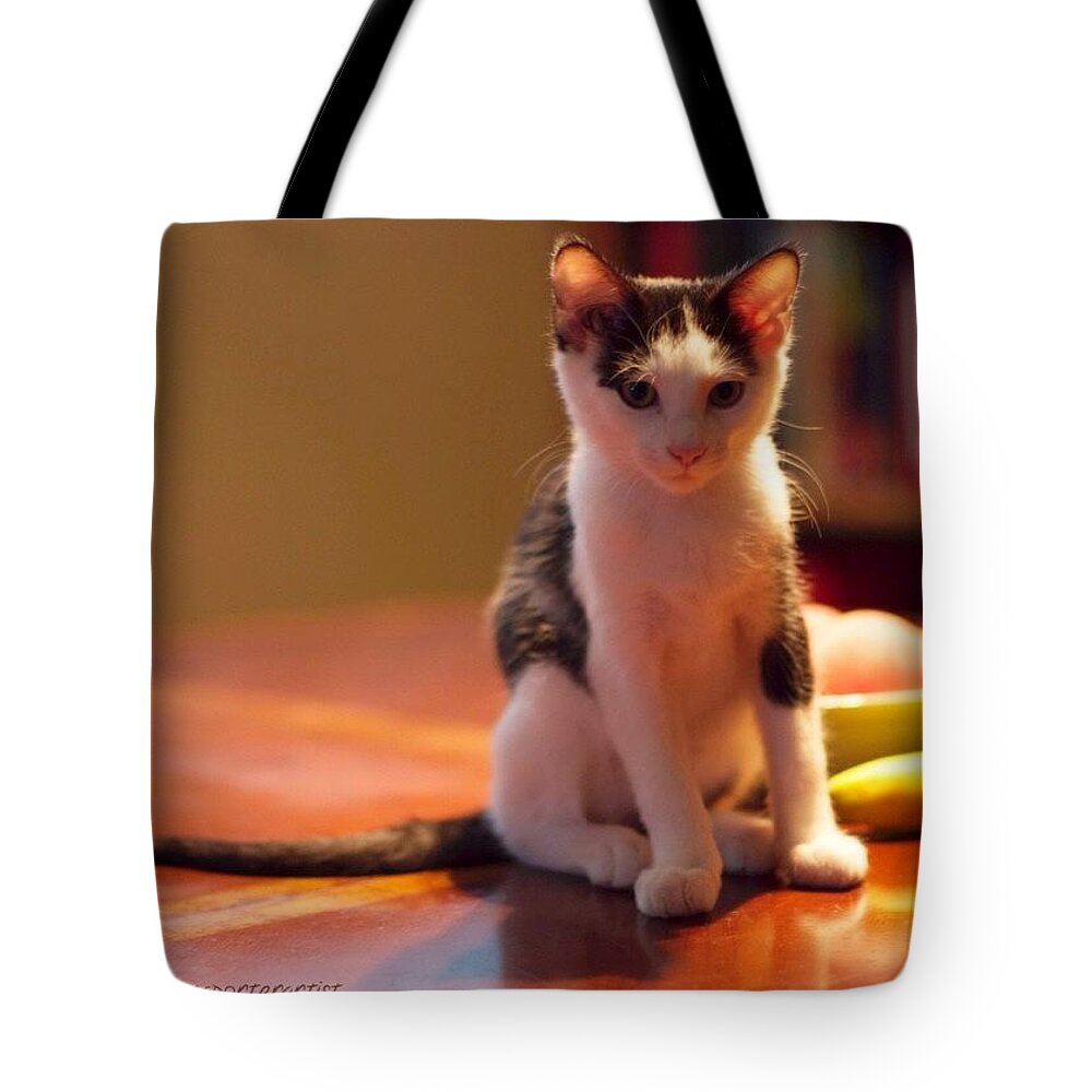 Petstagram Tote Bag featuring the photograph Adorable Milton, A Visiting Kitty And by Anna Porter