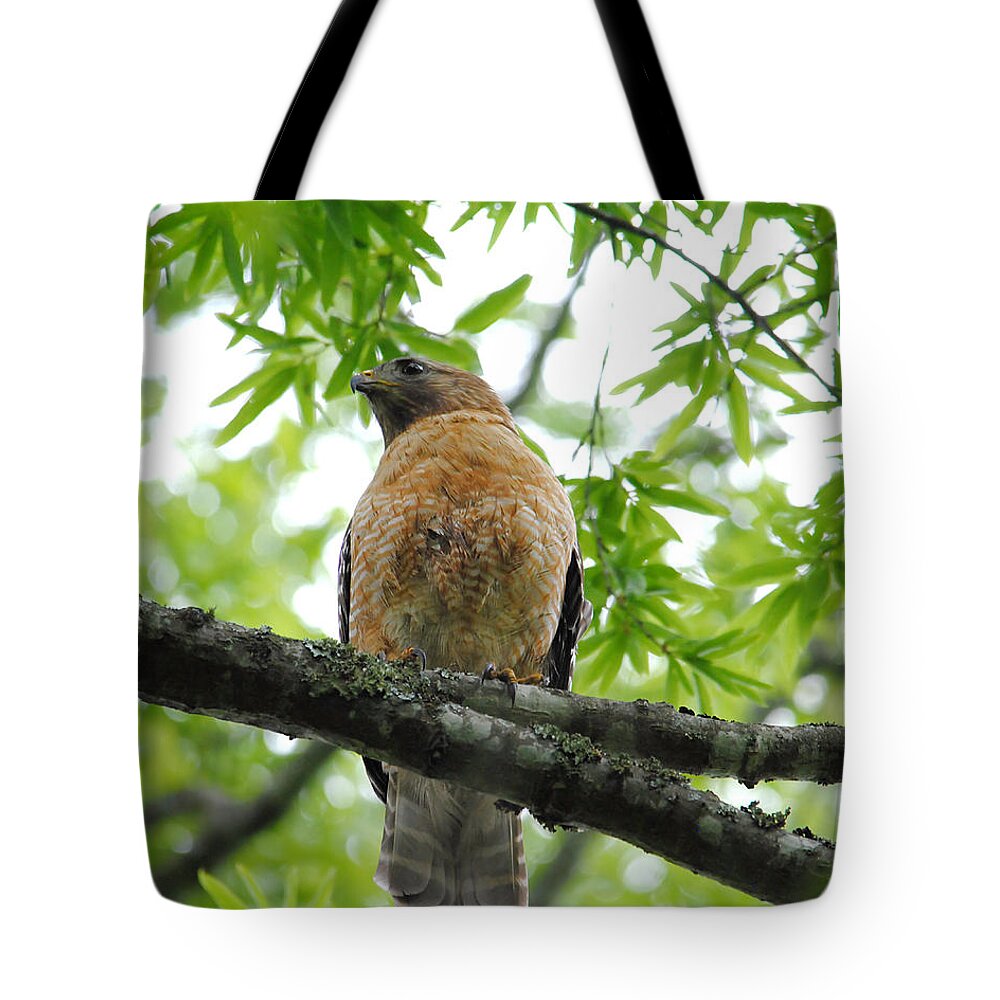 Red Shouldered Hawk Tote Bag featuring the photograph Adult Red Shouldered Hawk by Jai Johnson