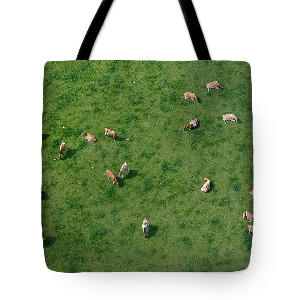 Animal Themes Tote Bag featuring the photograph Aerial View Of Cows Grazing by Allan Baxter