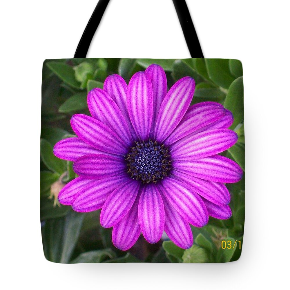 This Purple Beauty Is An African Daisy. It Seems To Glow. Tote Bag featuring the photograph African Beauty by Belinda Lee