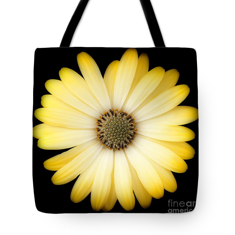 Daisy Tote Bag featuring the photograph African Daisy by Patty Colabuono