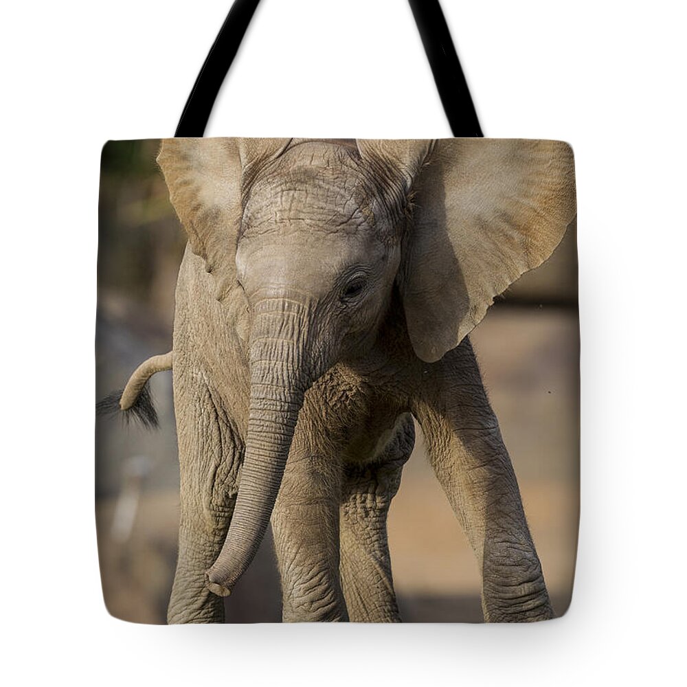 Feb0514 Tote Bag featuring the photograph African Elephant Calf Displaying by San Diego Zoo