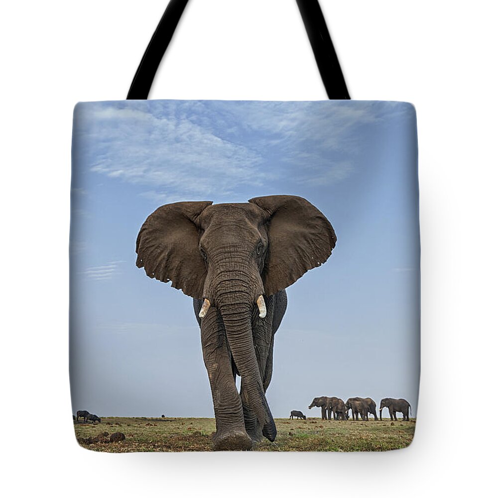 Vincent Grafhorst Tote Bag featuring the photograph African Elephant Female On Defensive by Vincent Grafhorst