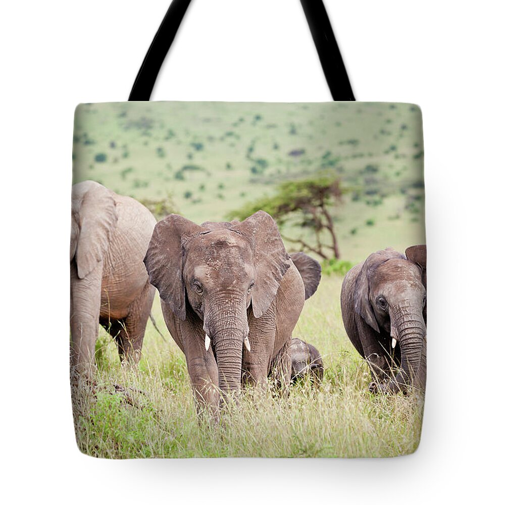 Tropical Rainforest Tote Bag featuring the photograph African Elephant Herd In Green by 1001slide