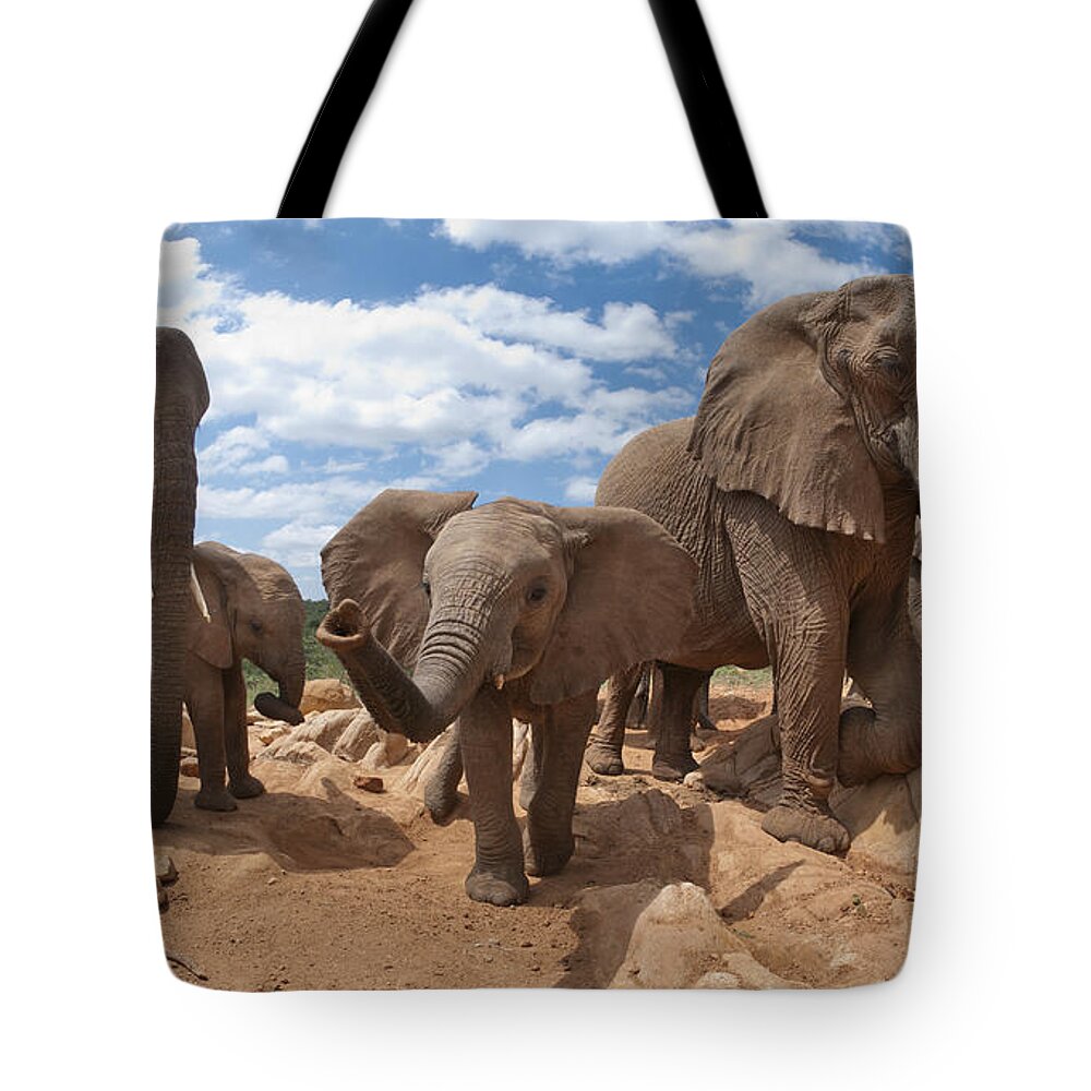Feb0514 Tote Bag featuring the photograph African Elephant Herd Kenya by Tui De Roy