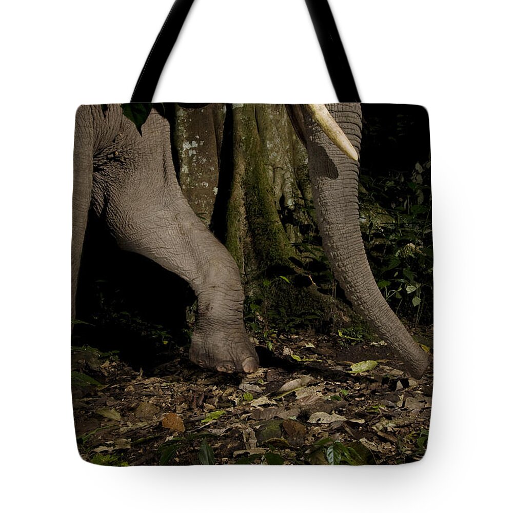 Sebastian Kennerknecht Tote Bag featuring the photograph African Elephant Night Walk Kibale Np by Sebastian Kennerknecht