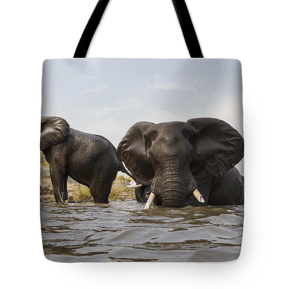 Vincent Grafhorst Tote Bag featuring the photograph African Elephants In The Chobe River by Vincent Grafhorst