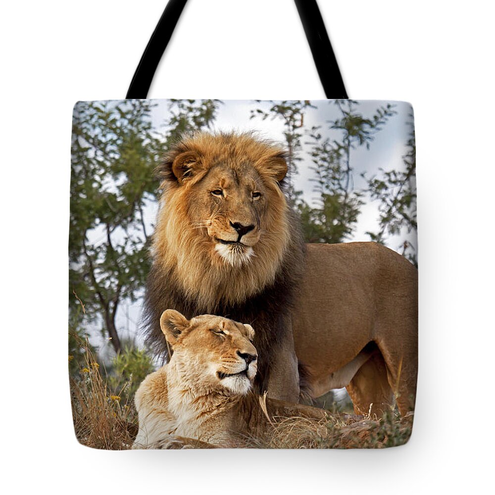 Nis Tote Bag featuring the photograph African Lion And Lioness Botswana by Erik Joosten