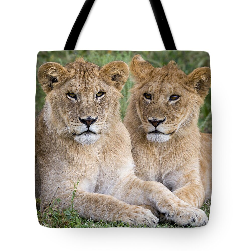 Nis Tote Bag featuring the photograph African Lion Juvenile Males Serengeti by Erik Joosten
