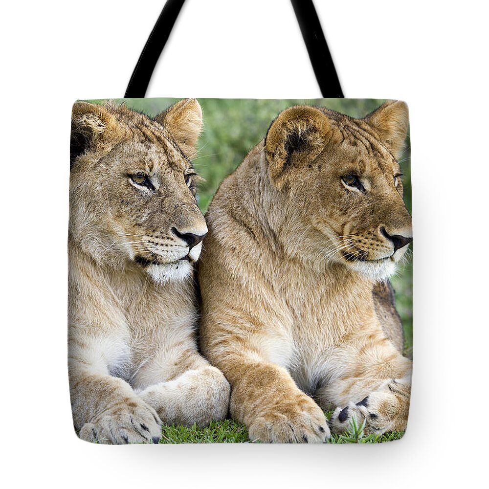 Nis Tote Bag featuring the photograph African Lion Juveniles Serengeti Np by Erik Joosten